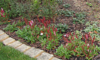 Persicaria%20affinis%20Kabouter%2002.JPG