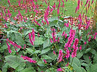Persicaria%20amplexicaulis%20Caliente%20-%20Bluehend1.JPG