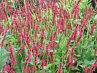 Persicaria%20amplexicaulis%20Firetail%20nah.JPG