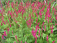 Persicaria%20amplexicaulis%20Firetail%20nah2.JPG