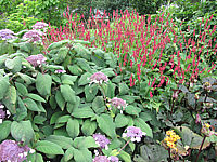Persicaria%20amplexicaulis%20Firtail+Hydrangea%20aspera%20Macrophylla.JPG