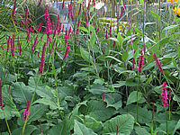 Persicaria%20amplexicaulis%20Rubrum%203.JPG