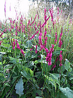Persicaria%20amplexicaulis%20Rubrum%20nah.jpg