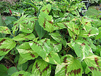 Persicaria%20filiformis%20Painters%20Palette.JPG