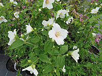 Philadelphus%20Belle%20Etoile%2001.JPG