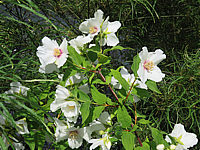 Philadelphus%20Belle%20Etoile%2002.JPG