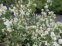 Philadelphus%20Dame%20Blanche%20001.JPG