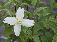 Philadelphus%20Erectus%20-%20Bluetenmacra.jpg