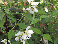 Philadelphus%20Erectus.JPG