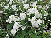 Philadelphus%20Schneesturm%20001.JPG