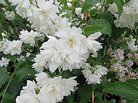 Philadelphus%20Schneesturm%20002.JPG