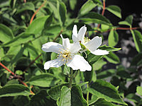 Philadelphus%20Silberregen.JPG