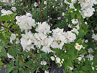 Philadelphus%20Snowgoose%2001.JPG