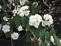 Philadelphus%20Snowgoose%2002.JPG