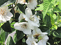 Philadelphus%20Snowgoose%2003.JPG