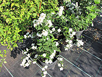 Philadelphus%20Snowgoose%2004.JPG
