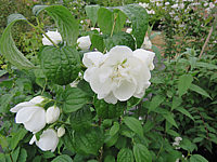 Philadelphus%20Virginal%20002.JPG