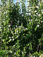 Philadelphus%20coronarius%201.JPG