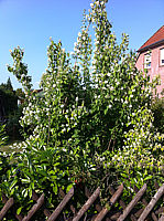Philadelphus%20coronarius%202.JPG