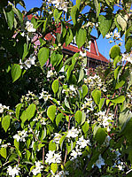 Philadelphus%20coronarius%203.JPG
