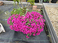 Phlox%20douglasii%20Cracker%20Jack%20in%20Schale.JPG