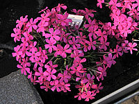 Phlox%20douglasii%20Crackerjack.JPG