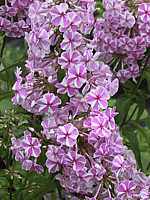 Phlox%20maculata%20Natascha%2000.jpg