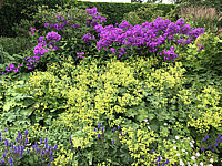 Phlox%20paniculata%20Blue%20Paradise%2001.JPG
