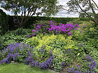 Phlox%20paniculata%20Blue%20Paradise%2002.JPG
