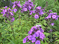 Phlox%20paniculata%20Blue%20Paradise%2003.jpg