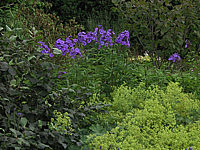 Phlox%20paniculata%20Blue%20Paradise%2005%20im%20Beet.jpg