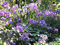 Phlox%20paniculata%20Blue%20Paradise%2006.JPG