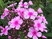 Phlox%20paniculata%20Flamingo.JPG