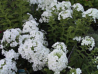 Phlox%20paniculata%20Fujiama%2001.jpg