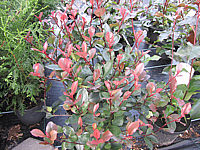 Photinia%20fraseri%20Little%20Red%20Robin%2001.JPG