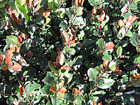 Photinia%20fraseri%20Little%20Red%20Robin%2002.JPG