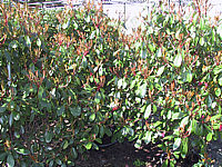 Photinia%20fraseri%20Red%20Robin%20-%20Sol1.JPG