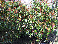Photinia%20fraseri%20Red%20Robin%20-%20Sol2.JPG