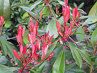 Photinia%20fraseri%20Red%20Robin%2001%20Austrieb.JPG