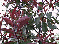 Photinia%20fraseri%20Red%20Robin%2001a%20Wachstum.JPG