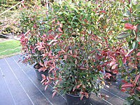 Photinia%20fraseri%20Red%20Robin%2002.JPG