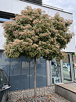 Photinia%20fraseri%20Red%20Robin%2004%20knospige%20Bluete%202.HEIC