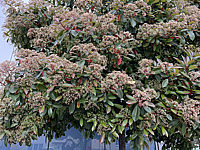 Photinia%20fraseri%20Red%20Robin%2005%20knospige%20Bluete%203.HEIC