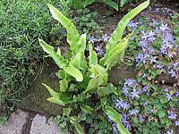 Phyllitis%20scolopendrium%20-%20in%20Mauer.JPG