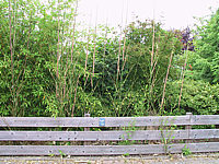 Phyllostachys%20-%20Bambus%20wuchert2.JPG