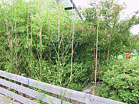 Phyllostachys%20-%20Bambus%20wuchert3.JPG