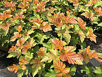 Physocarpus%20opulifolius%20Amber%20Jubilee%2000.JPG