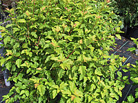 Physocarpus%20opulifolius%20Darts%20Gold%2001.JPG