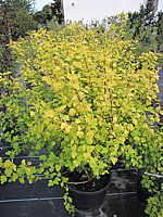 Physocarpus%20opulifolius%20Darts%20Gold%2002.JPG