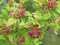 Physocarpus%20opulifolius%20Darts%20Gold%2003%20-%20Fruchstaende.jpg